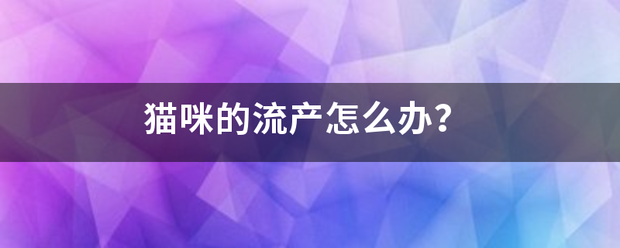 猫咪怀孕吃药流产了插图