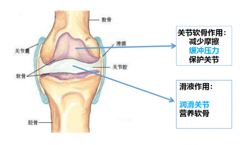 营养屋谷比利：滋养关节，守护关节健康新选择插图1